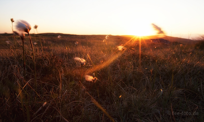Wollgras im Abendwind